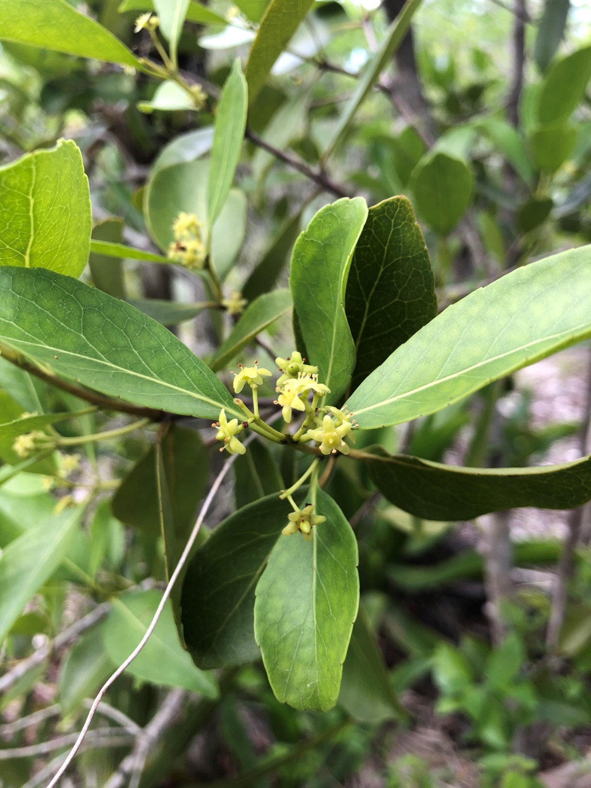 Image of a lush and green wild Calabash blooming as part of the national tree planting (NTP) initiative led by the Cayman Islands Government under the Ministry of sustainability climate resiliency and wellness 